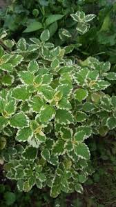Image result for Plectranthus guruensis