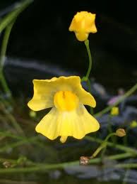 Image result for Utricularia gibba