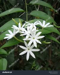 Image result for Jasminum dichotomum