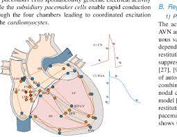 Cardiac pacemakers and implantable defibrillators are arguably the world's most successful medical bionic devices; Abstracted Heart Model The Colored Nodes Indicate Tissue Regions With Download Scientific Diagram