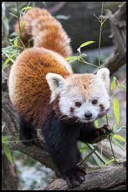 Cute Panda Cute Panda Bronx Zoo Animals Wild
