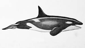 This is a big, full grown killer, so make sure you have enough paper! How To Draw A Orca Novocom Top