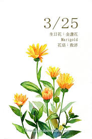 每日一花3 25 生日花 haru hello botanical painting floral watercolor watercolor lettering