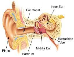 We did not find results for: Conductive Hearing Loss