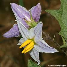 Image result for Solanum tettense