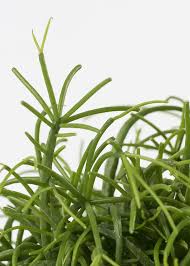 Image result for Rhipsalis baccifera