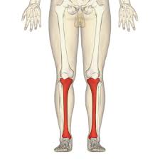 The larger bone we refer to as the tibia and is present in front of the lower leg. Tibia Wikipedia