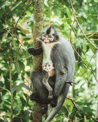 Did You Know Monkeys That Live In Central And South America Are Called New World Monkeys Monkeys That Live I Monkey Pictures New World Monkey South America