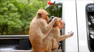 Play on any device :) it's a fun and logical game for kids of all ages. Cambodian Monkeys Angkor Wat Youtube
