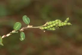 Image result for Zornia pratensis