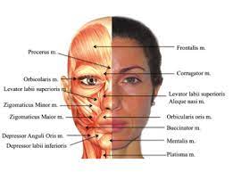Face Anatomy Skin In Facial Rejuvenation Muscles Of The Face Human Body Anatomy Face Anatomy