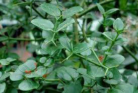 Image result for Carissa tetramera