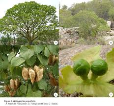 Image result for Hildegardia