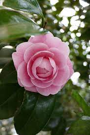 Camellias Are Winter Plants That Bloom In A Variety Of Colors Beautiful Flowers Pictures Pretty Flowers Winter Plants