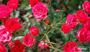 Mawar jenis apa pun, biasanya sama, sulit ditanam. Cara Menanam Bunga Mawar Di Rumah Panen Banyak Cepat Mekar