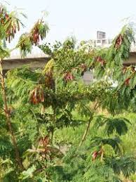 Image result for Terminalia neotaliala