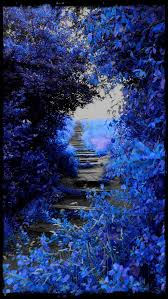 Very Beautiful Amazing Blue Colour Blue Flower Wallpaper Beautiful Nature Wallpaper Blue Wallpaper Iphone Find the best new nature wallpapers that look beautiful on your device. very beautiful amazing blue colour