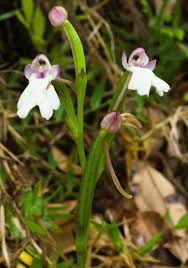 Image result for Cynorkis debilis