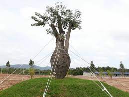 Vlog makan angin ep 2 kuala terengganu part 2. Terengganu Mb Brazilian Tree Not Dead Hibernating Malaysia Malay Mail