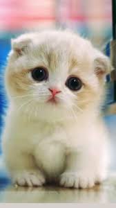 Pin On My Pins In 2020 Cutest Kittens Ever Cute Cats Cute Baby Cats