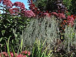 Image result for Gomphostigma