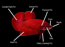 Anatomy And Types Of Bettas Carolinesfish