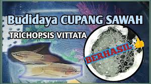 Ikan ini mempunyai bentuk dan karakter yang unik dan cenderung agresif dalam mempertahankan. Cara Budidaya Cupang Sawah Youtube