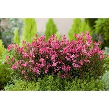 Garten Prachtkerze Gaudi Rot Topf O Ca 13 Cm Gaura Kaufen Bei Obi In 2020 Garten Gaudi Pracht