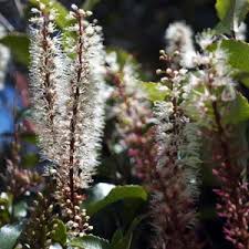 Image result for Cunoniaceae