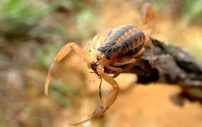 Think of it as your bonus pest.) we stress both the preventive steps that keep pests out and the curative steps for established problems. Pest Library A Guide To Pest Pressures In Phoenix Az Beyond