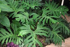 Philodendron Pinnatifidum Philodendron Plants Dracaena