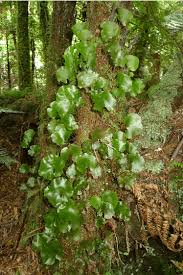 Image result for Hymenophyllum capillare