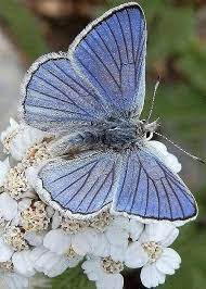 Lost Creek Surprise Greeting Card For Sale By Jim Moser In 2020 Beautiful Butterflies Butterfly Butterfly Flowers