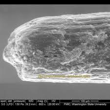 University of washington act scores: On Point And Not Npr Ancient Tattooing In The Southwestern United States Society Of Ethnobiology
