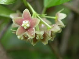 Image result for Marsdenia exellii