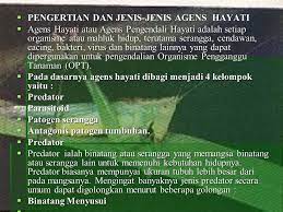 Natural glio, agens hayati pengendali penyakit jamur rebah semai dan layu fusarium dari pt natural nusantara berbahan aktif gliocladium dan trichoderma. Agens Hayati Sebagai Sarana Pengendalian Opt Ppt Video Online Download