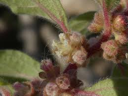 Image result for Parietaria