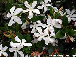 Image result for Carissa tetramera