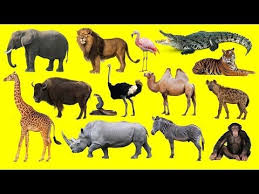 Learning Wild Animals Names And Sounds For Kids In English Funny Lion Elephant Africa Zoo Animals Yout Wild Animals Pictures Animals Wild Wild Animals List