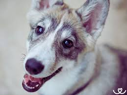 Image result for západosibiřská lajka