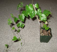 Image result for Dioscorea dregeana