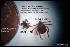 Steadily pull out the tick's head gently and swiftly to avoid the tick vomiting infections into your body. How To Get Ticks Off A Dog Without Tweezers Dogwalls