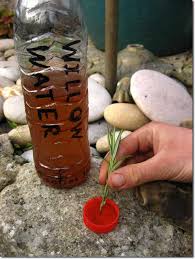 To clone, simply cut the stem at a 45º angle and then dip the end into the solution. Propagation Using Willow Water