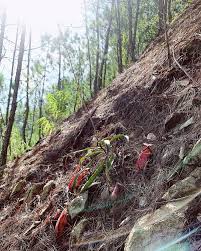 Image result for Hydrostachys polymorpha