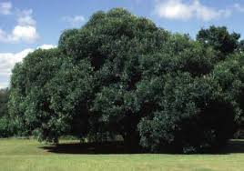 Image result for Olea woodiana