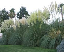 Deciduous Hedge Plants Get Plants For Less Tall Ornamental Grasses Grasses Landscaping Ornamental Grasses