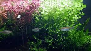 Image result for Rotala fontinalis