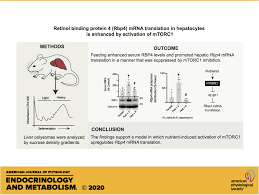 Sep 12, 2019 · mrna transcribes the genetic code from dna into a form that can be read and used to make proteins. Retinol Binding Protein 4 Mrna Translation In Hepatocytes Is Enhanced By Activation Of Mtorc1 American Journal Of Physiology Endocrinology And Metabolism