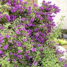 Image result for Laportea ovalifolia