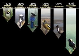 Vanishing More Than 1 In 4 Birds Has Disappeared In The